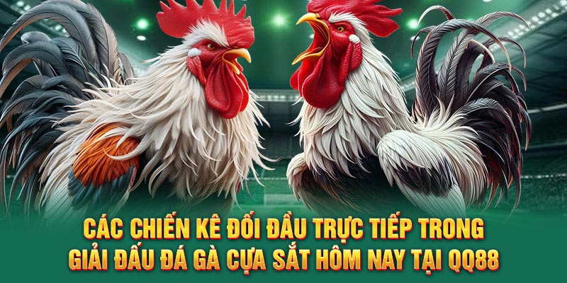 Các chiến kê đối đầu trực tiếp trong giải đấu đá gà cựa sắt hôm nay tại QQ88